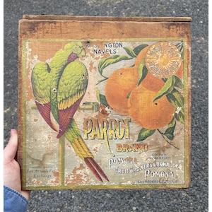RARE Antique Sunkist Parrot Brand Fruit Crate Orange Citrus Label Original Art