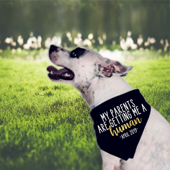 Hund Schwangerschaft Ankundigung Bandana Meine Eltern Etsy