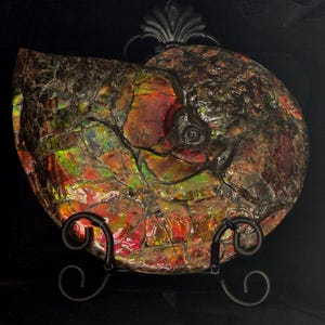 Ammonite/Ammolite Fossil Complete Specimen Rough. High Quality Collector Ammonite.  With Certificate Of Authenticity.  Size Approx. 27x19cm