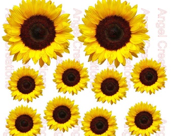Free Free 297 Sunflower Waterslide Svg SVG PNG EPS DXF File