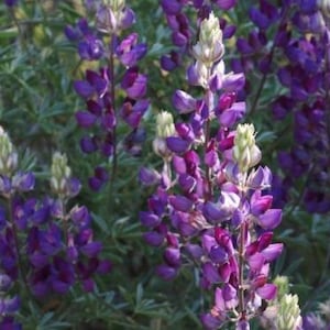 Hand Harvested Silver Lupin Seeds