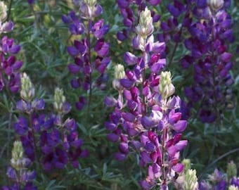 Hand Harvested Silver Lupin Seeds
