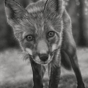 Red Fox - Art PRINT