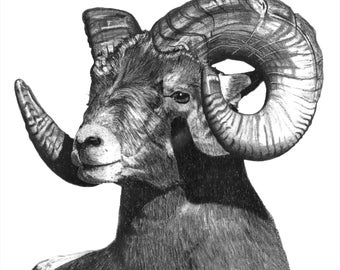 Ariete - STAMPA artistica
