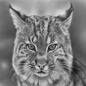 Bobcat - Art PRINT