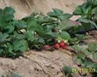 10 Organic Eversweet Strawberry Plants   - 1" root - ever bearing   U.S.A.