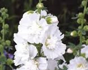 Organic White Hollyhock  Plant Seeds/ 400 Count - Grown in the U.S.A.