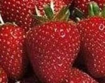 10 Count-Organic  OZARK BEAUTY STRAWBERRY Plants - 1" bare  root - ,everbearing  grown in U.S.A.