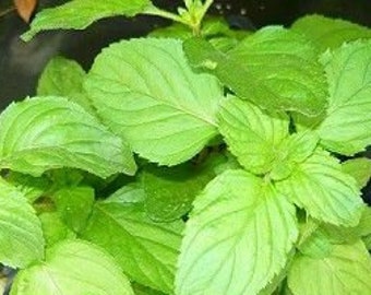 organic apple mint  plant Seeds - 400 count .   Grown in the U.S.A.