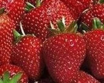 10 Count-ORGANIC  SEASCAPE STRAWBERRY Plants - 1" bare  root - ,everbearing  grown in U.S.A.