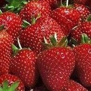 10 Count-ORGANIC  SEASCAPE STRAWBERRY Plants - 1" bare  root - ,everbearing  grown in U.S.A.