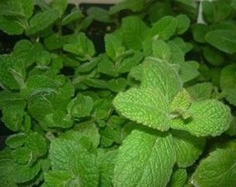 organic spearmint (rooted) plant 1 count 4"-6" long. grown in U.S.A.