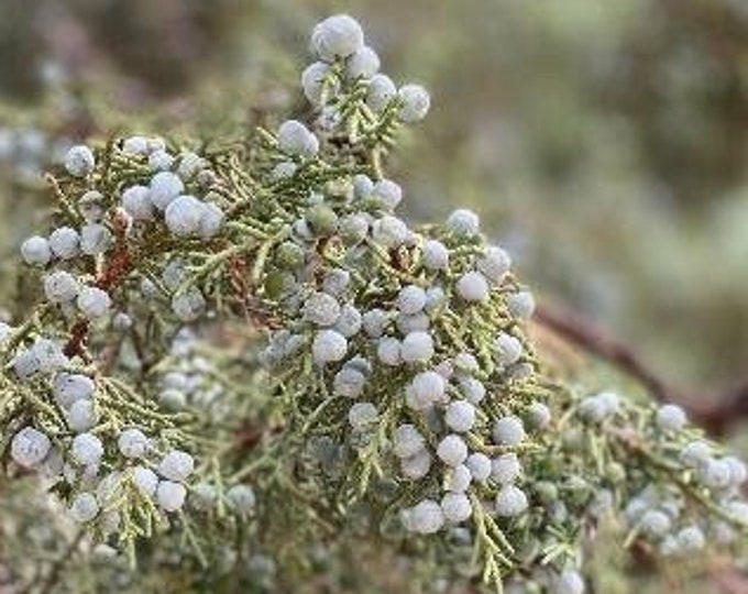 Organic Juniper Tree Non - Rooted Cuttings 6"to  12" Long With 1 lb. Fresh  Juniper Berries / Grown in U.S.A.