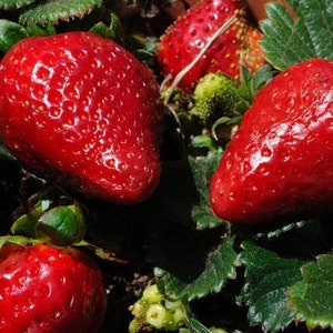 10 ORGANIC  Variety pack STRAWBERRY Plants - 1" bare  root - ,everbearing /June - Seascape-EverSweet-Ozark-Albion-Camarosa   grown in U.S.A.