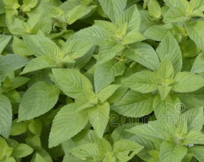 Organic Banana  mint (Bare Rooted) Plant  - 1 count Large Grown in the U.S.A.