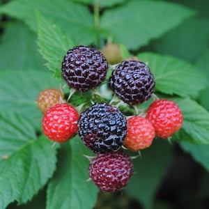 May include: Close-up of a cluster of ripe blackberries and raspberries. The blackberries are a deep, dark purple, while the raspberries range from red to orange. The berries are surrounded by green leaves.