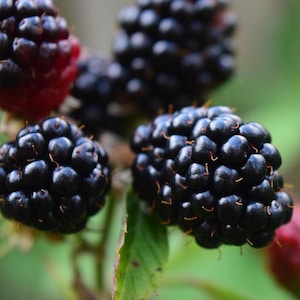May include: Close-up of ripe blackberries on a green leafy branch. The blackberries are a deep, shiny black, with some still in their red, unripe state. The background is a soft, blurred green.