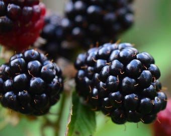 May include: Close-up of ripe blackberries on a green leafy branch. The blackberries are a deep, shiny black, with some still in their red, unripe state. The background is a soft, blurred green.
