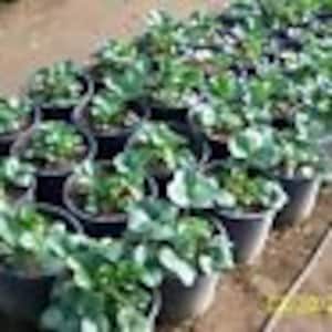 May include: Rows of potted plants with green foliage. The plants are in black plastic pots, arranged in neat rows. The image is taken outdoors, possibly in a greenhouse or nursery setting. The plants appear healthy and well-cared for.