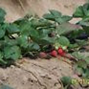 10 Organic Eversweet Strawberry Plants   - 1" root - ever bearing   U.S.A.