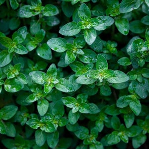 organic peppermint plant (seeds)  / 600 count  Grown in the U.S.A.