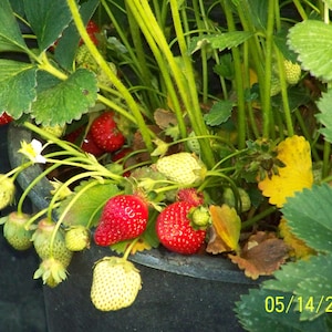 10 ORGANIC EverSweet STRAWBERRY Plants - 1&quot; bare  root - ,everbearing  grown in U.S.A.