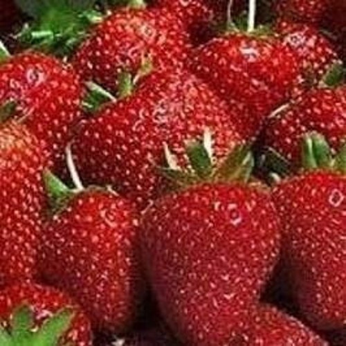 10 Count-Organic OZARK BEAUTY STRAWBERRY Plants - 1" bare  root - ,everbearing  grown in U.S.A.