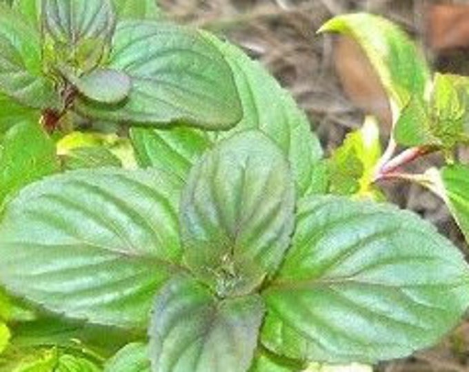 organic orange mint (rooted) plant  - 1 count 4"- 6" long Grown in the U.S.A.