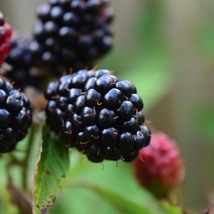 May include: Close-up of ripe blackberries on a green leafy branch. The blackberries are a deep, shiny black, with some still in their red, unripe state. The background is a soft, blurred green.