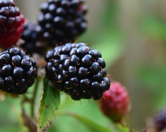 May include: Close-up of ripe blackberries on a green leafy branch. The blackberries are a deep, shiny black, with some still in their red, unripe state. The background is a soft, blurred green.