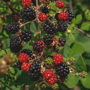 May include: Close-up of a blackberry bush with ripe and unripe berries. The ripe berries are a deep black color, while the unripe berries are red and green. The berries are clustered on brown stems with green leaves.