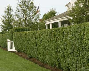 4 Privet Hedge  Non - Rooted Cuttings - Our Plants Use Organic Soil And Organic Amendments !