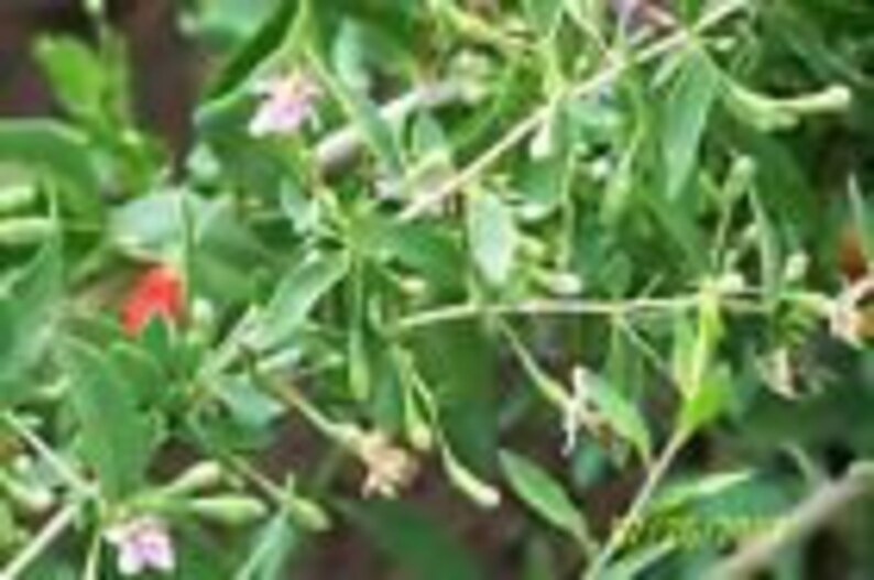 /'crimson star/' organic goji berry plant 2 yr 6 to 8 LG 10 COUNT unrooted cuttings