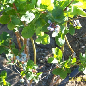 Organic Blueberry Plant Blue Crop 12 to 14 tall Produce berries for 60 years / Grown in USA. image 3