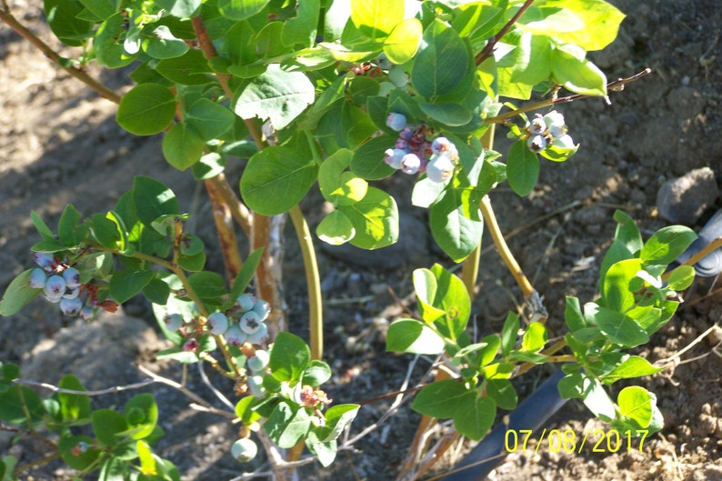 Organic Blueberry Plant Blue Crop 12 to 14 tall Produce berries for 60 years / Grown in USA. image 3