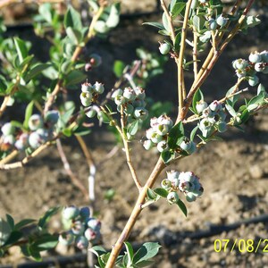 Organic Blueberry Plant Blue Crop 12 to 14 tall Produce berries for 60 years / Grown in USA. image 2