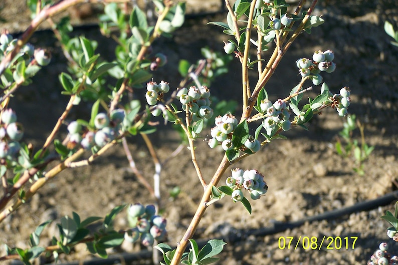 Organic Blueberry Plant Blue Crop 12 to 14 tall Produce berries for 60 years / Grown in USA. image 2
