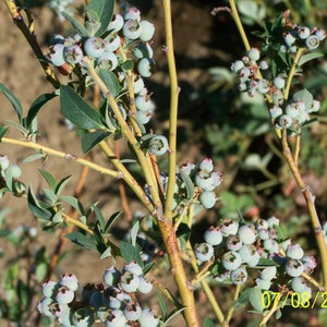 Organic Blueberry Plant Blue Crop 12 to 14 tall Produce berries for 60 years / Grown in USA. image 1