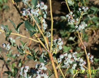 Organic Blueberry Plant (Blue Crop) 12" to 14" tall  Produce berries for 60 years / Grown in USA.