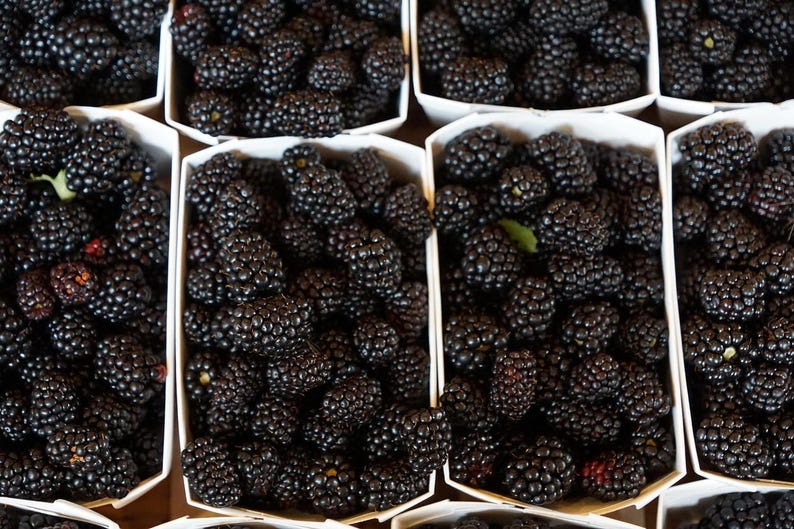 May include: Close-up of several white cardboard containers filled with fresh, ripe blackberries. The berries are a deep, dark purple color, with a slightly glossy texture. Some containers have green leaves.
