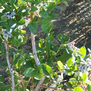 Organic Blueberry Plant Blue Crop 12 to 14 tall Produce berries for 60 years / Grown in USA. image 4