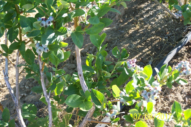 Organic Blueberry Plant Blue Crop 12 to 14 tall Produce berries for 60 years / Grown in USA. image 4