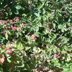 May include: A close-up of a blackberry bush with green leaves and red berries. The berries are clustered together on the branches, and the leaves are a mix of green and brown. The image is taken in natural light.