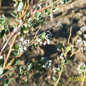 Organic Blueberry Plant Blue Crop 12 to 14 tall Produce berries for 60 years / Grown in USA. image 5