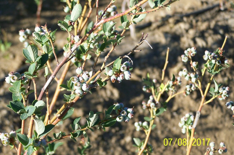 Organic Blueberry Plant Blue Crop 12 to 14 tall Produce berries for 60 years / Grown in USA. image 5