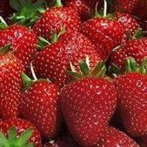 10 Organic Albion  Strawberry Plants   - 1" root - everbearing  U.S.A.