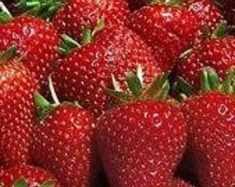 25 Organic Albion  Strawberry Plants   - 1" root - everbearing  U.S.A.