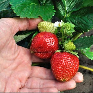 10 ORGANIC ALBION STRAWBERRY Plants - 1&quot; bare  root  ,everbearing  grown in U.S.A.
