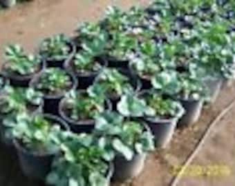 10  ORGANIC SEASCAPE STRAWBERRY Plants - 1&quot; bare  root  ,everbearing  grown in U.S.A.