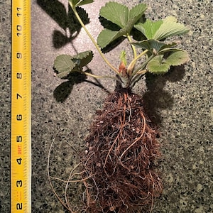 May include: A strawberry plant with visible roots and green leaves. The plant is next to a yellow measuring tape showing inches. The roots are a mass of brown, fine strands. The leaves are a light green color.